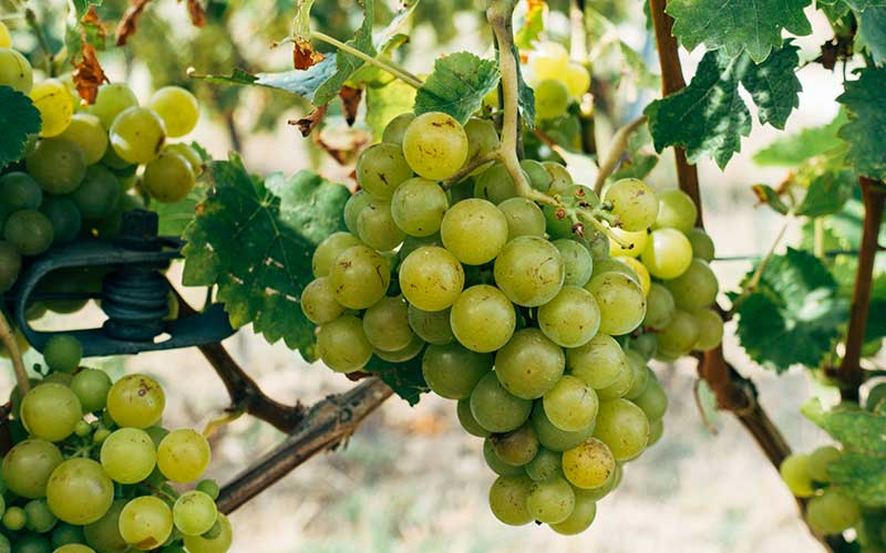 Technology of White and Rosé Wines