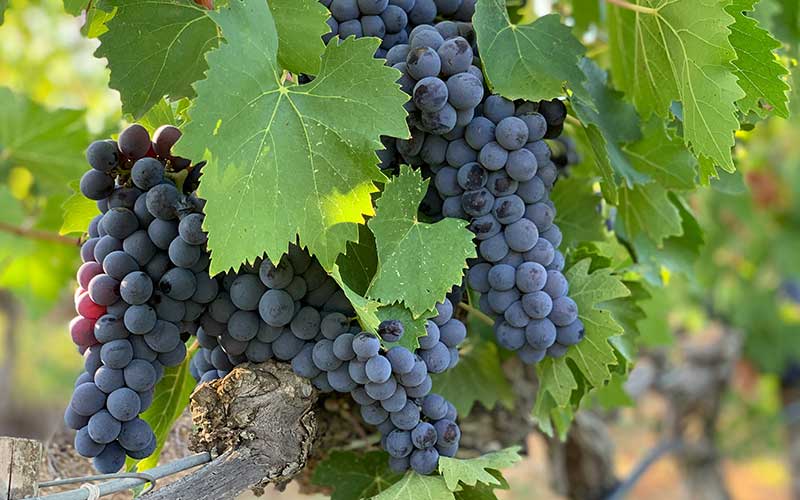 Technology of Red Wine Production